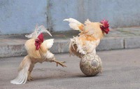 /album/resim-galerisi/a72019-180364272088353-177383432-n-jpg/